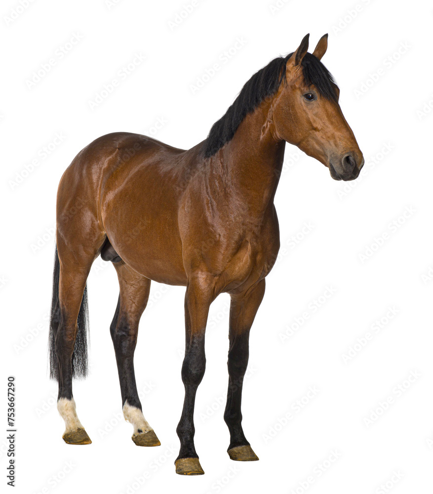Obraz premium Crossbreed horse against white background