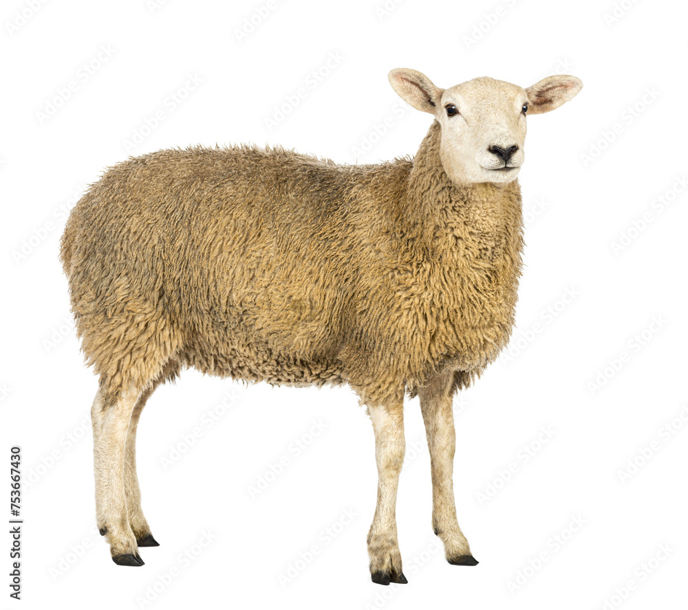 Fototapeta premium Side view of a Sheep looking away against white background