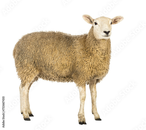 Side view of a Sheep looking away against white background