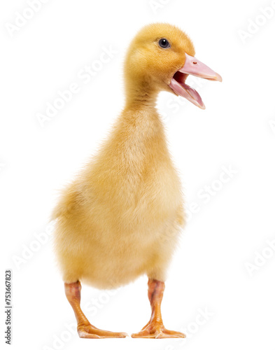 Duckling  7 days old  quacking  isolated on white