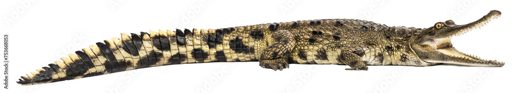 Fototapeta premium West African slender-snouted crocodile, 3 years old, isolated