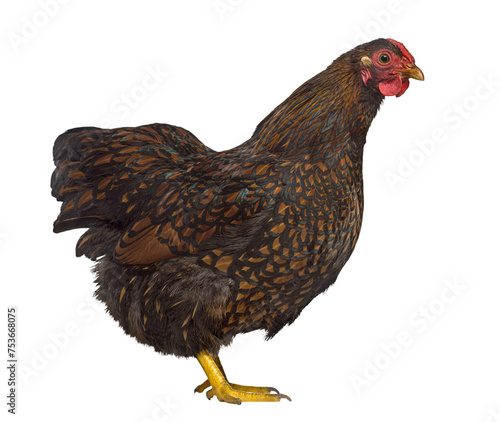 Side view of a Wyandotte chicken isolated on white
