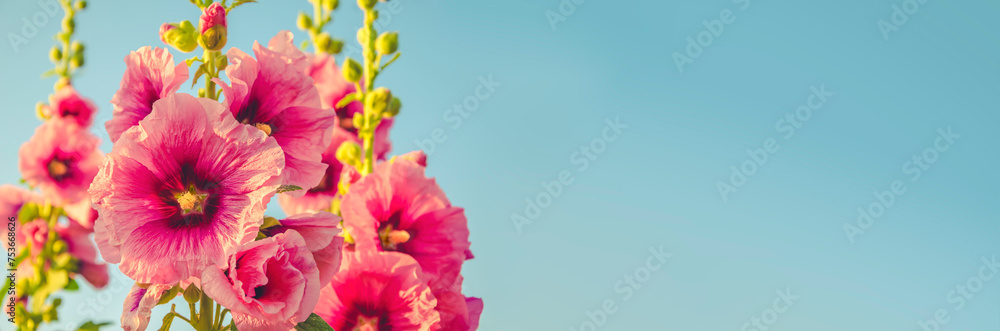 Spring vivid stylized pink flowers banner. Hollyhock beautiful fresh bouquet with blue sky background. Springtime positive joy. Spring vivid stylized pink flowers banner. Hollyhock beautiful fresh bouquet with blue sky background. Springtime positive joy.