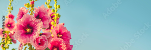 Spring vivid stylized pink flowers banner. Hollyhock beautiful fresh bouquet with blue sky background. Springtime positive joy.