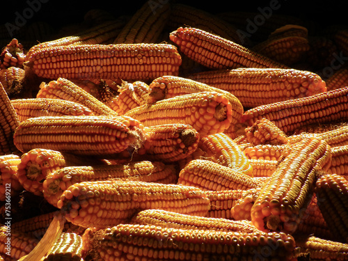 Harvested corn in the barn. Sunny day.