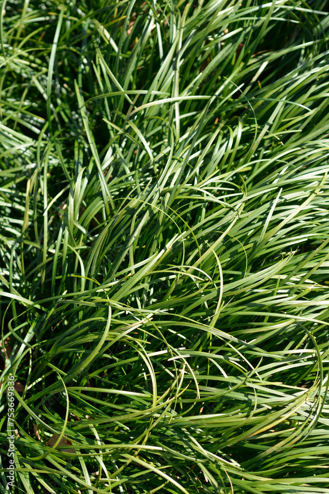 Mondo grass leaves
