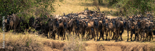 Wallpaper Mural Panorama of blue wildebeest gathering on cliff Torontodigital.ca