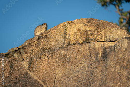 Rock hyrax on kopje under blue sky
