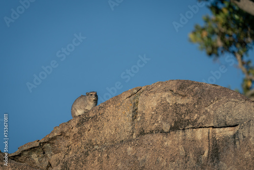 Rock hyrax on kopje against blue sky