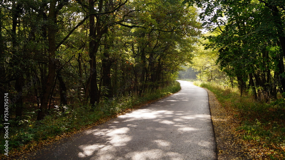 Obraz premium Waldstrasse