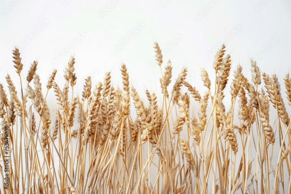 wheat is in the stalks on a white background wheat is in the stalks on a white background