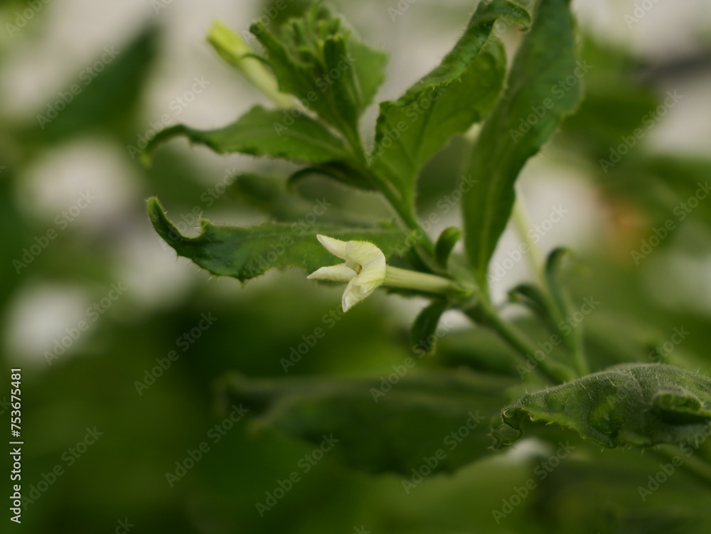 Close up of flowers of benth or benthi (Nicotiana benthamiana) Close up of flowers of benth or benthi (Nicotiana benthamiana)