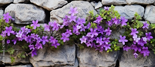 Close up purple and green flower plant in stone wall for home decor or interior design