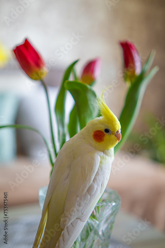 Beautiful photo of a bird. Ornithology.Funny parrot.Cockatiel parrot. Home pet yellow bird.Beautiful feathers.Love for animals.Cute cockatiel.Home pet parrot.A bird with a crest.Natural color. memes.