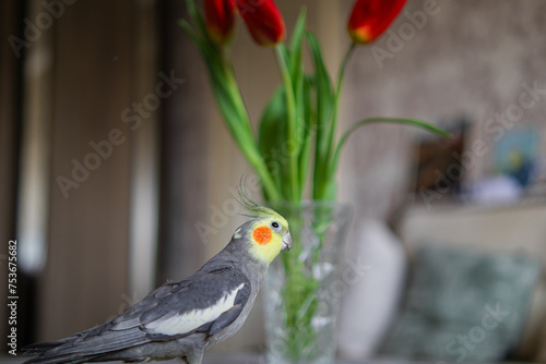 Beautiful photo of a bird. Ornithology.Funny parrot.Cockatiel parrot. Home pet yellow bird.Beautiful feathers.Love for animals.Cute cockatiel.Home pet parrot.A bird with a crest.Natural color. memes. © Daria