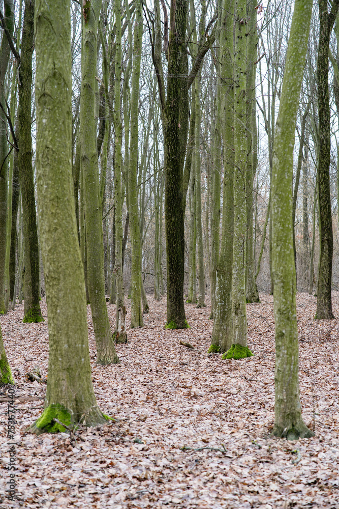Obraz premium forest in autumn