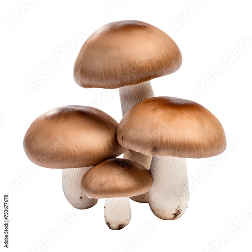 mushroom on white background.