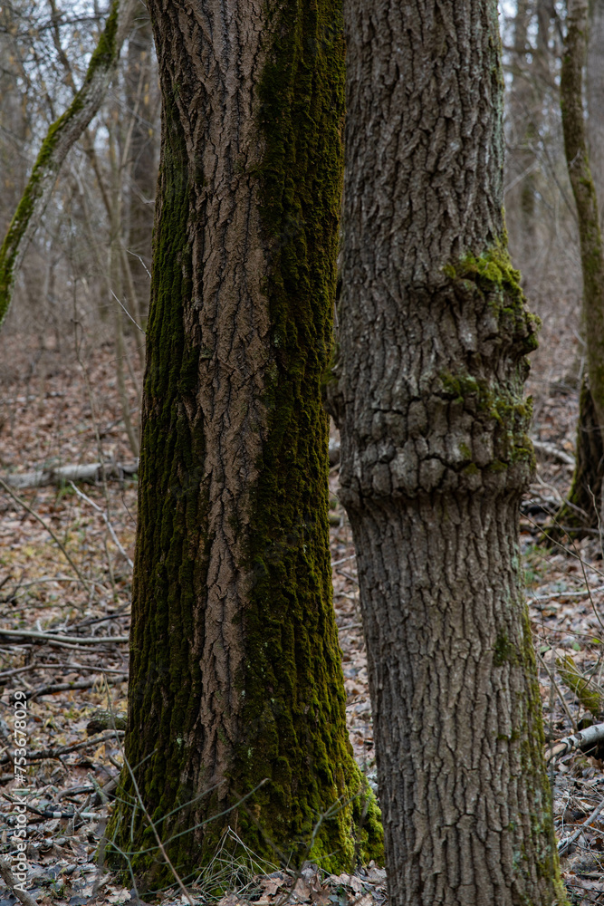 tree in the forest tree in the forest