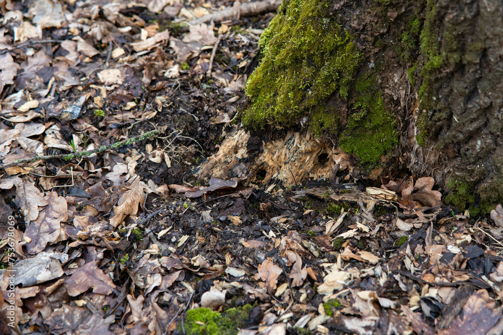 trees in the forest