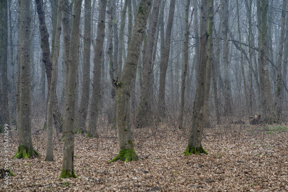 trees in the forest trees in the forest