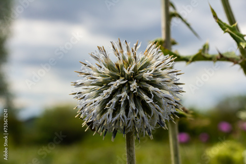 Close up selective focus of Great globe thistle  known as Echinops sphaerocephalus and Glandular globe thistle