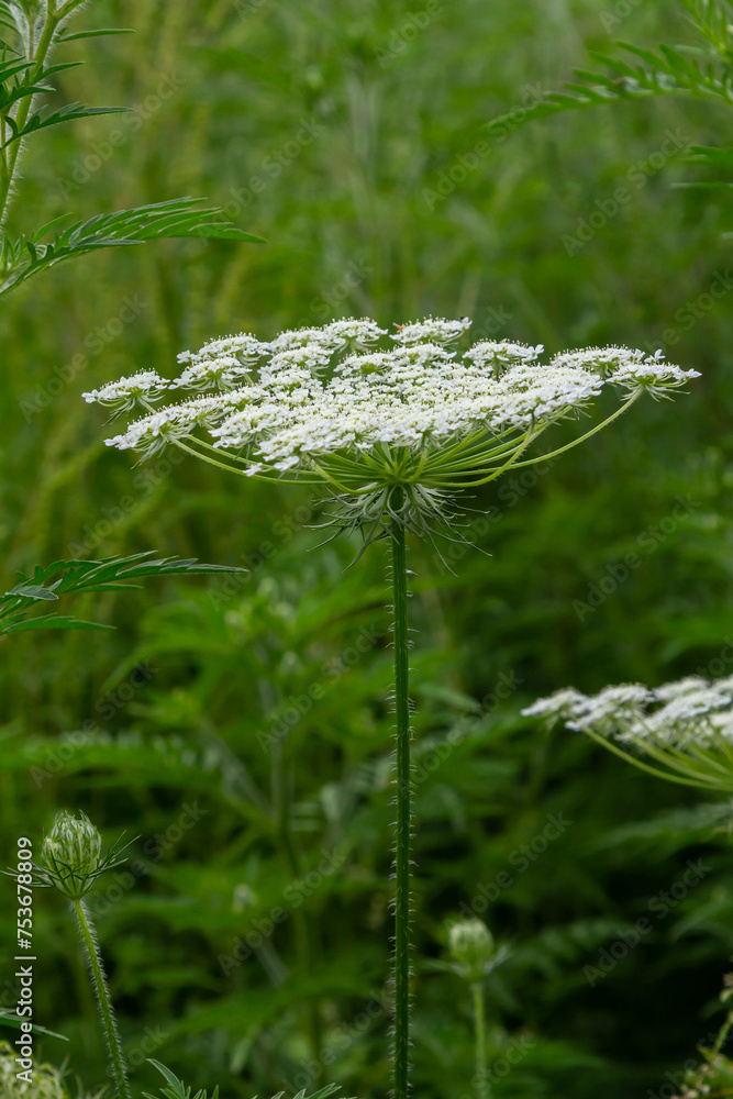 Daucus carota known as wild carrot blooming plant Daucus carota known as wild carrot blooming plant