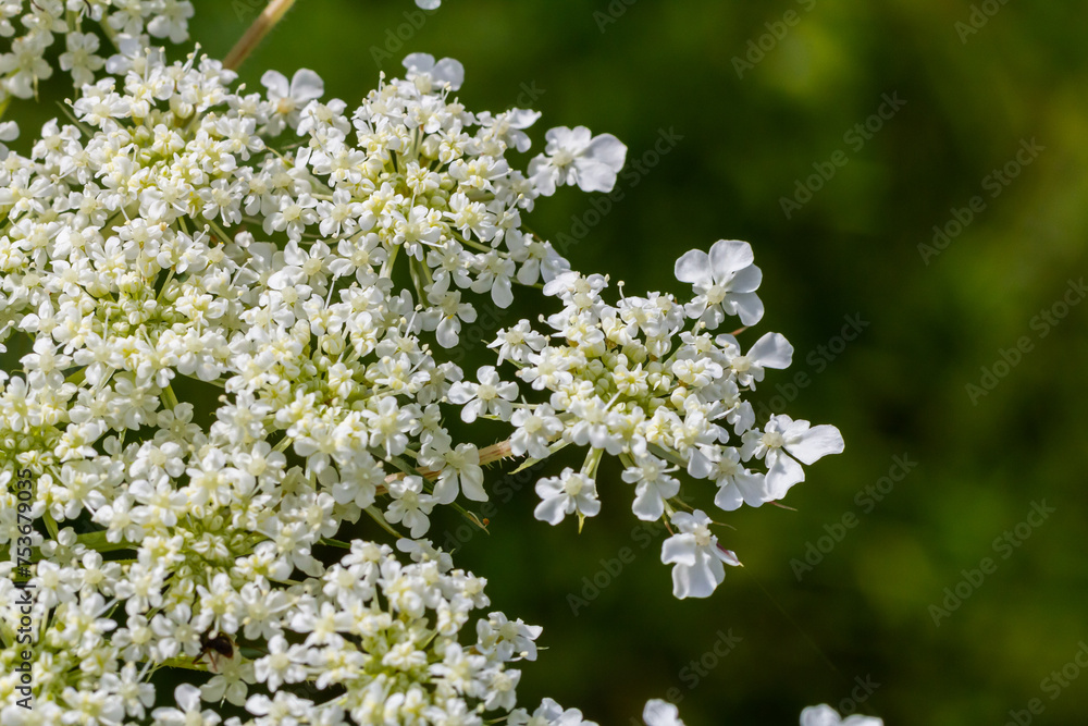 Daucus carota known as wild carrot blooming plant Daucus carota known as wild carrot blooming plant