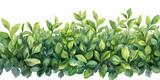 Top view of green hedge element for landscaping design, watercolor, white background 