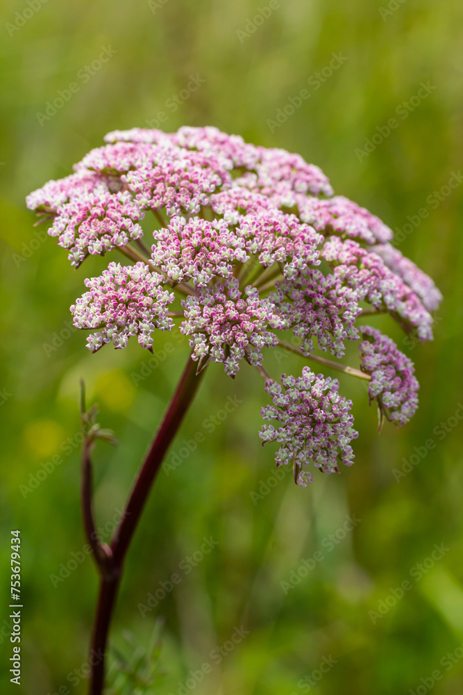 Fototapeta premium inflorescence of Pimpinella saxifraga or burnet-saxifrage solid stem burnet saxifrage lesser burnet