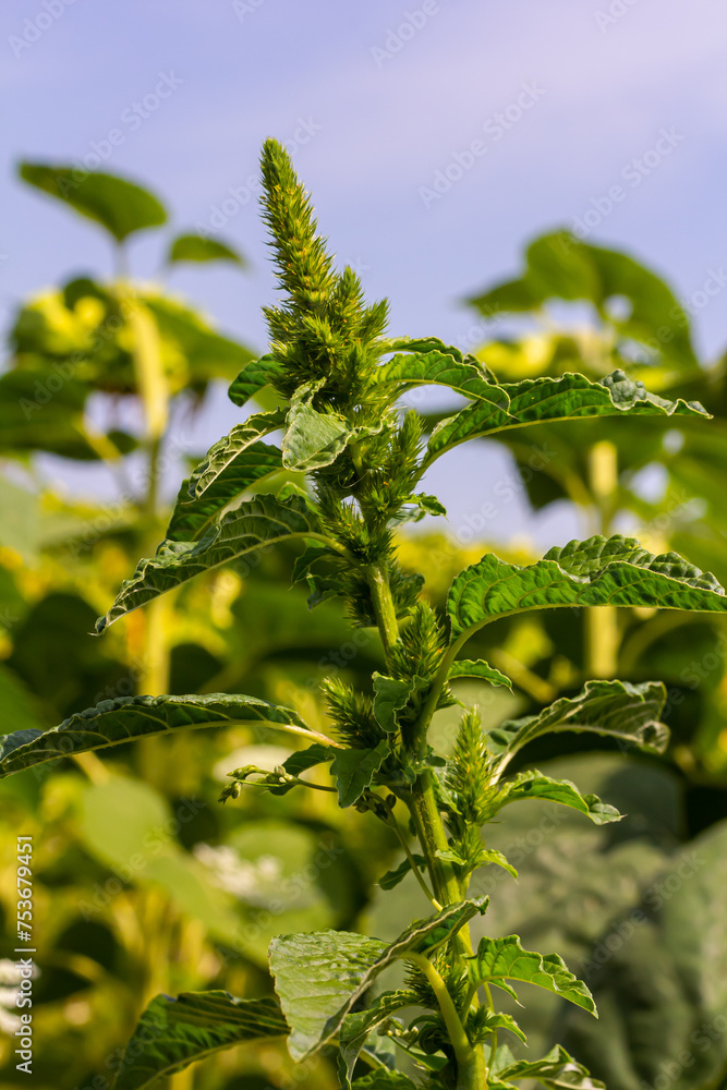 Green amaranth Amaranthus hybridus in flower. Plant in the family Amaranthaceae growing as an invasive weed Green amaranth Amaranthus hybridus in flower. Plant in the family Amaranthaceae growing as an invasive weed
