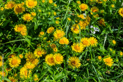 In the summer, the wild medicinal plant Inula blooms in the wild photo