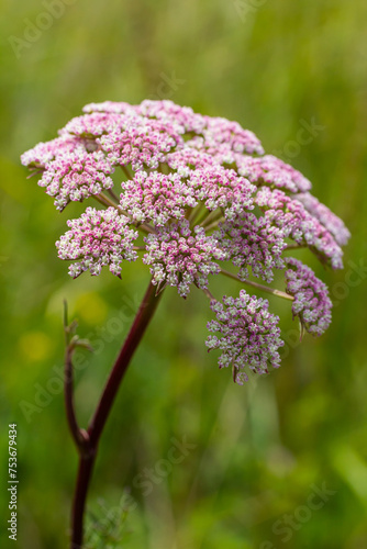 inflorescence of Pimpinella saxifraga or burnet-saxifrage solid stem burnet saxifrage lesser burnet photo