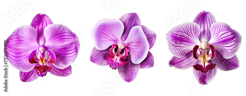 Set of orchid purple violet pink flower isolated on white background.