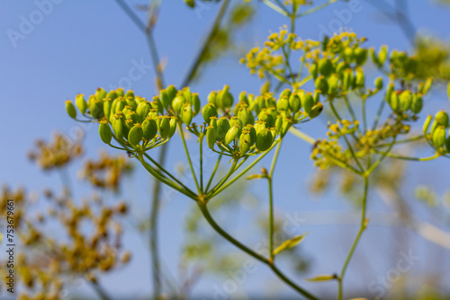 Pastinaca sativa subsp. urens, Pastinaca umbrosa, Apiaceae. Wild plant shot in summer photo