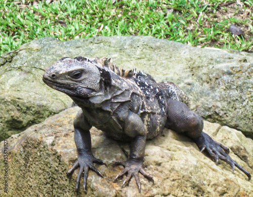 Black iguana in Roatan  Honduras. 