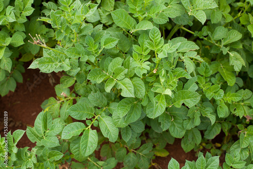 Close-up photograph of potato plant in the valleys of Huancayo in Peru. Plant and food concept