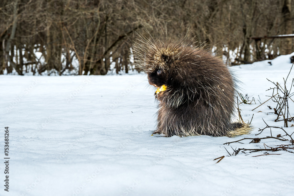Obraz premium porcupine (north american, wild) sitting on it's haunchs in snow eating an apple clasped in its front claws in profile one eye visible shot on the niagra escarpment ontario canada march