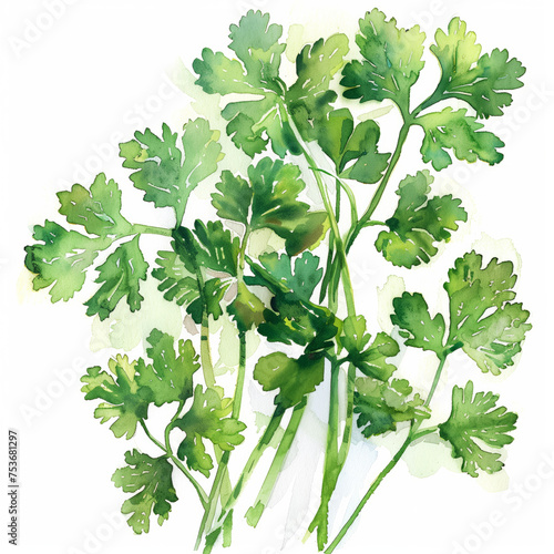 Watercolor illustration of fresh, green coriander cilantro, watercolor, white background 