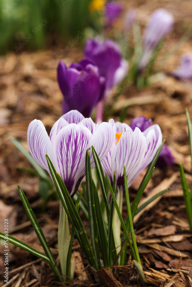 Crocus flowers blooming in the garden. Spring crocus flowers Crocus flowers blooming in the garden. Spring crocus flowers
