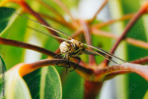 Macro photograph of a dragonfly on a plant. Insects and wildlife concept.
