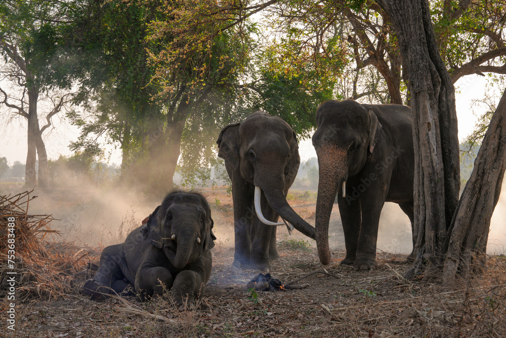 Fototapeta premium Asia Elephant in Thailand, Asia Elephants in surin . Elephant hometown , Thailand