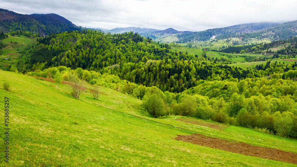 Fototapeta premium arable on the grassy hill. mountainous rural landscape of ukraine in spring. forested carpathian countryside on an overcast rainy day