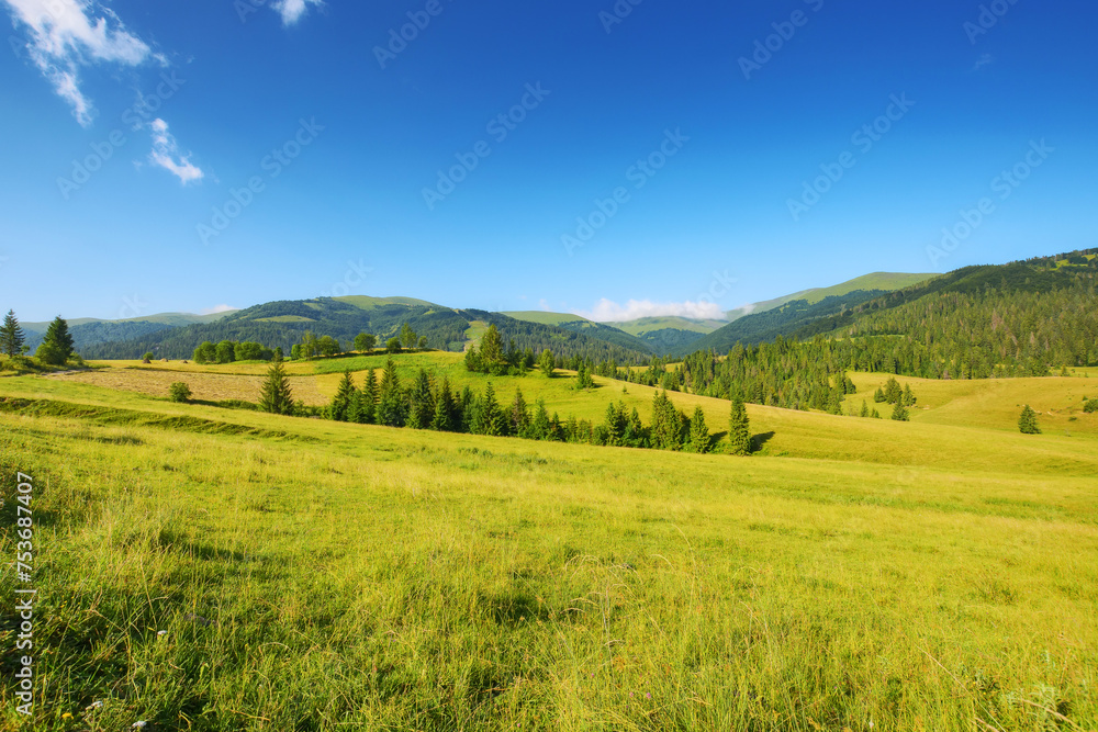 Fototapeta premium carpathian countryside scenery with grassy meadows and forested hill. mountainous rural landscape of ukraine in summer