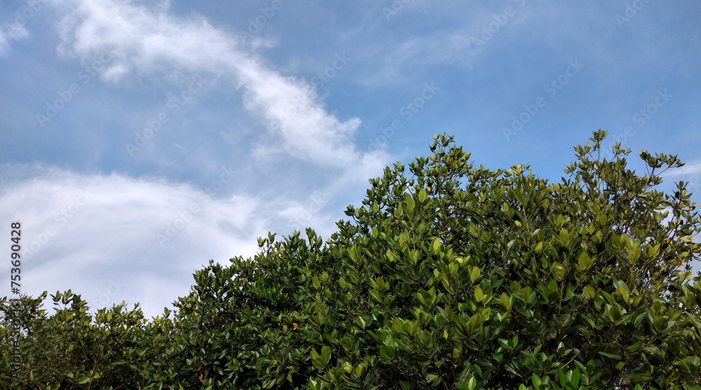 Mangrove forest with blue sky and white clouds in summer