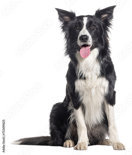 Young Black and white Panting Border collie sitting and looking at the camera, One year old, Isolated on white © Eric Isselée