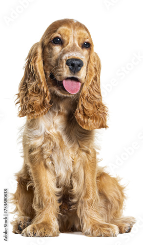 Sitting English cocker spaniel looking away, isolated on white