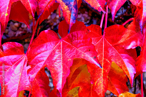 leaves of the autumnally Virginia creeper in lushly red