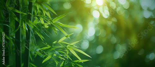 Sunbeams filter through dense bamboo leaves, casting a serene bokeh effect in the background, for desktop wallpaper.