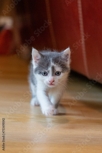 Baby cat walking