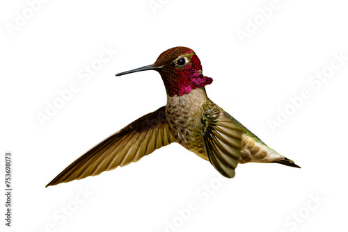 Anna's Hummingbird (Calypte Anna) High Resolution Photo, Showing its Colors, on a Transparent PNG Background photo